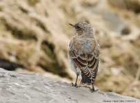 Wheatear