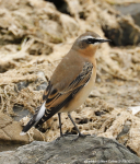 Wheatear