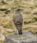 Wheatear