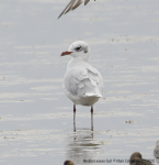 Mediterranean Gull