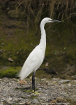 Little Egret