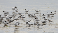 Common Terns