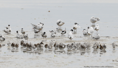 Terns Roosting