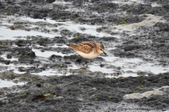 Little Stint