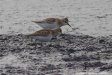 Little Stints