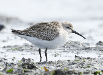 Curlew Sandpiper