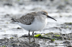 Curlew Sandpiper