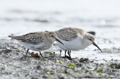 Curlew Sandpiper