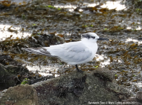 Sandwich Tern