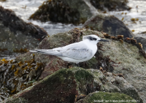 Sandwich Tern