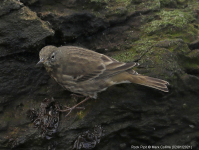 Rock Pipit