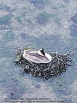 Great Crested Grebe