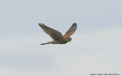 Kestrel