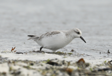 Sanderling