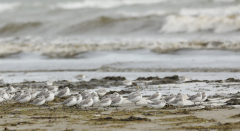 Sanderlings