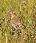 Wheatear