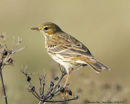 Meadow Pipit