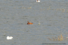 hybrid Shelduck