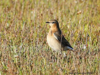 Wheatear