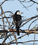 Pied Wagtail