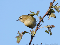 Goldcrest