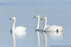 Whooper Swans