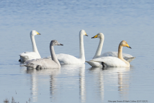 Whooper Swans