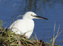 Little Egret