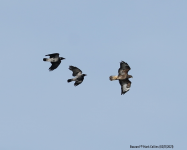 Common Buzzard