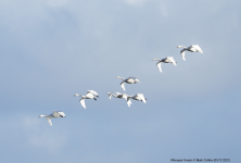 Whooper Swans