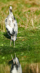 Heron