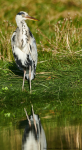 Grey Heron