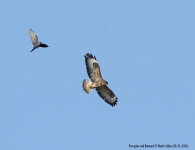 Peregrine and Buzzard