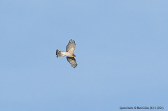 Sparrowhawk