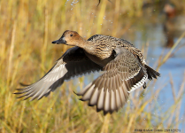 Pintail