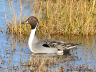 Pintail