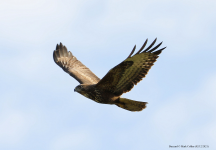 Buzzard