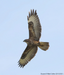 Buzzard