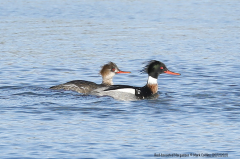 Red-breasted Merganser