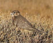 Merlin