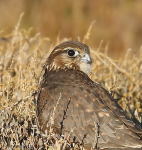 Merlin