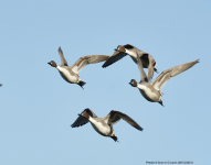 Pintails