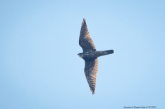 Peregrine