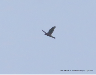 Hen Harrier