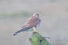 Kestrel