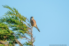 Kestrel