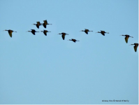 Glossy Ibis