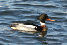 Red-breasted Merganser