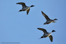 Pintails