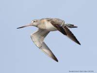 Bar-tailed Godwit